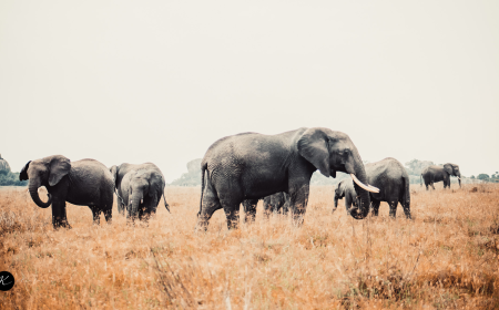 Serengeti Safari 2026-27: Complete Migration Safari Guide for Tanzania Travelers