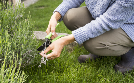 Why Zoysia Grass is Perfect for Florida Homes