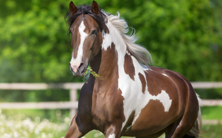 Playinhorse – Your Multi-Sport Updates Hub