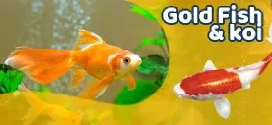 Are Tropical Shrimp for Sale Suitable for Community Tanks?