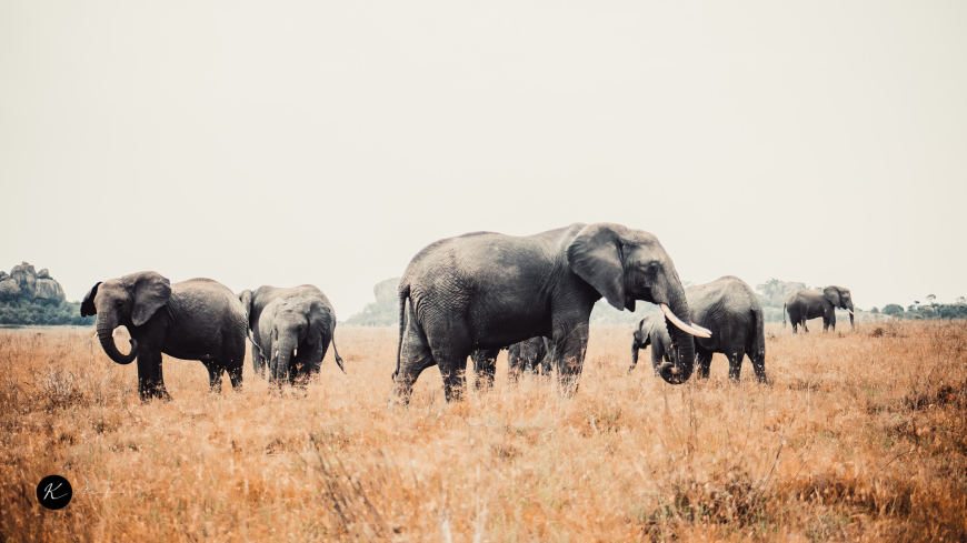 Serengeti Safari 2026-27: Complete Migration Safari Guide for Tanzania Travelers