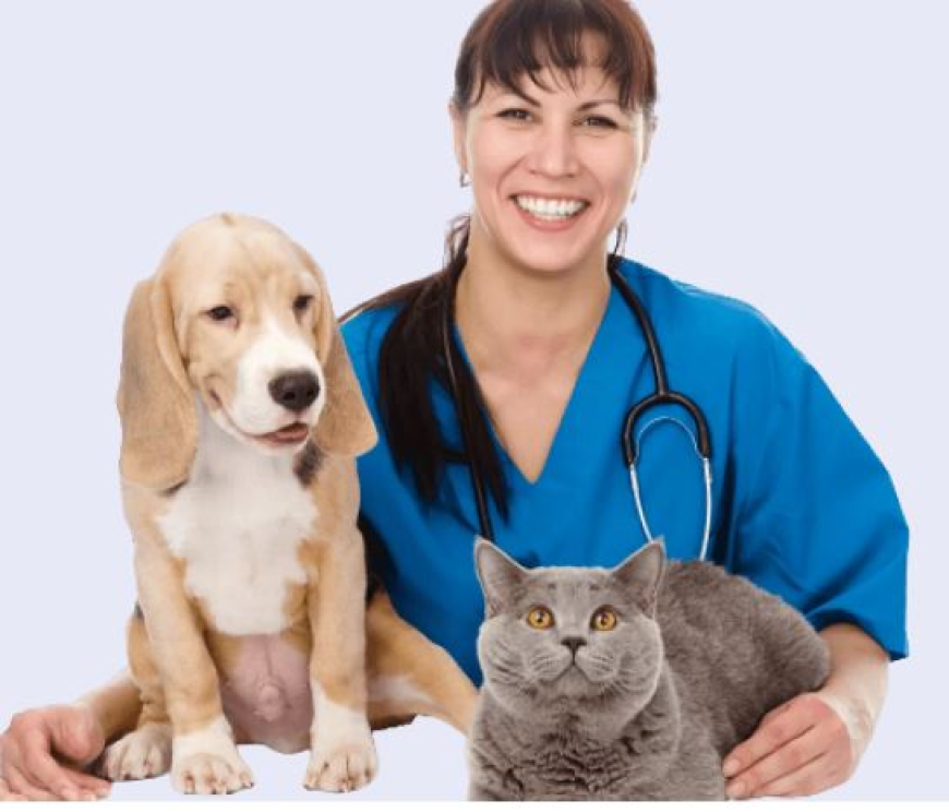 Is TPLO surgery the Best Fix for Your Dog's Knee?