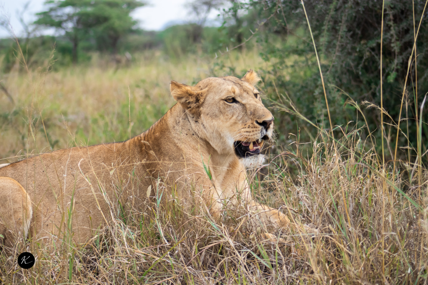 Kenya Revealed: My 12-Day Safari Adventure and Insider Tips