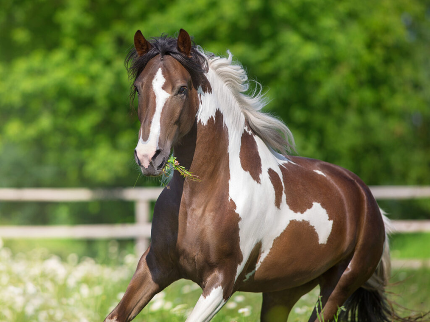 Playinhorse – Your Multi-Sport Updates Hub