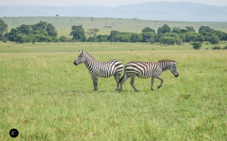 Masai Mara National Reserve: Is It Really Worth the Hype? A Real Safari Experience