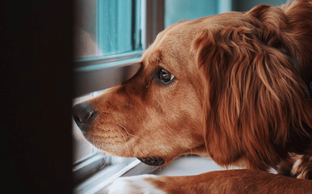 Gentle and Stress Free At Home Euthanasia MN Care with Private Pet Passing Inc.