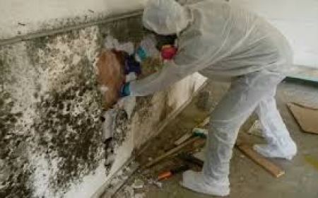 Mold Treatment Services Miami FL | Safe & Effective Solutions.