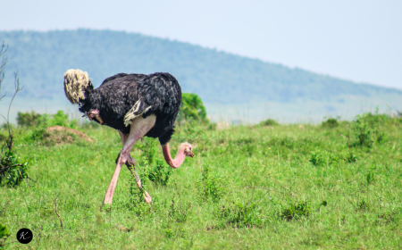 Magical Kenya: 2 Week Itinerary for a Perfect Safari & Beach Holiday