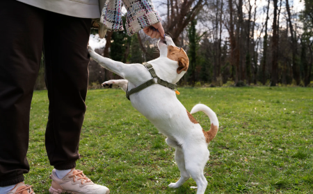 Understanding the Purpose of Service Dogs for Sale