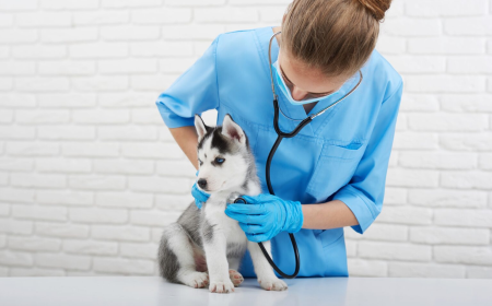 When Should You Take Your Pet to a Veterinarian?