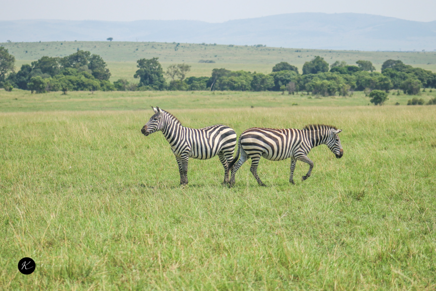 Masai Mara National Reserve: Is It Really Worth the Hype? A Real Safari Experience