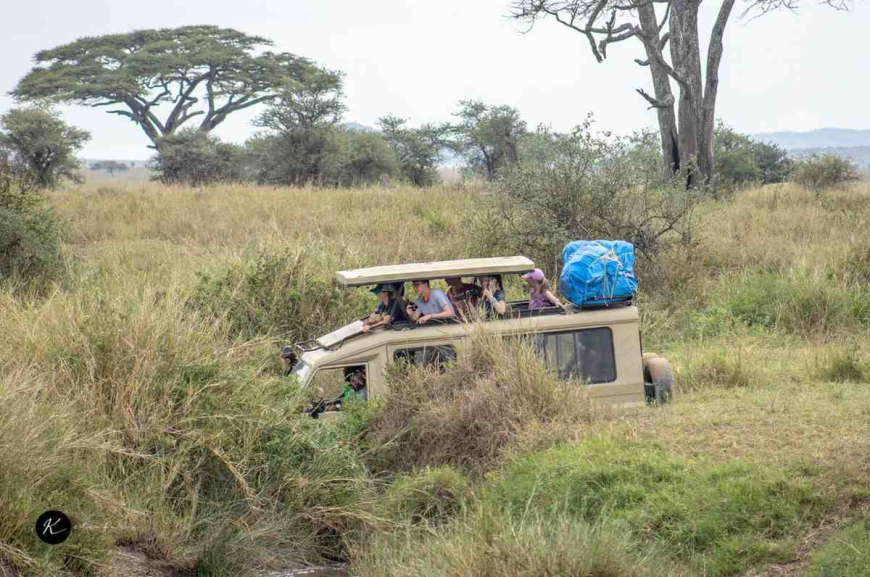 Experience Maasai Mara Safari in Kenya’s Refreshing Rainy Season