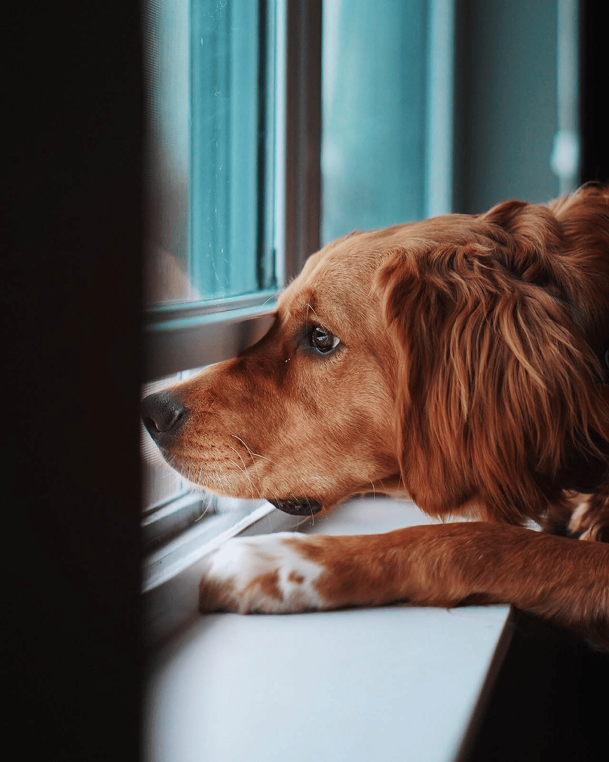 Gentle and Stress Free At Home Euthanasia MN Care with Private Pet Passing Inc.