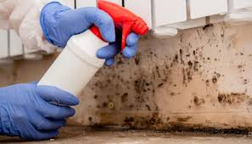 Mold Treatment Services Miami FL | Safe & Effective Solutions.