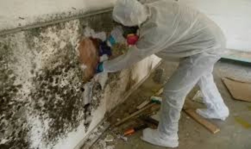 Mold Treatment Services Miami FL | Safe & Effective Solutions.