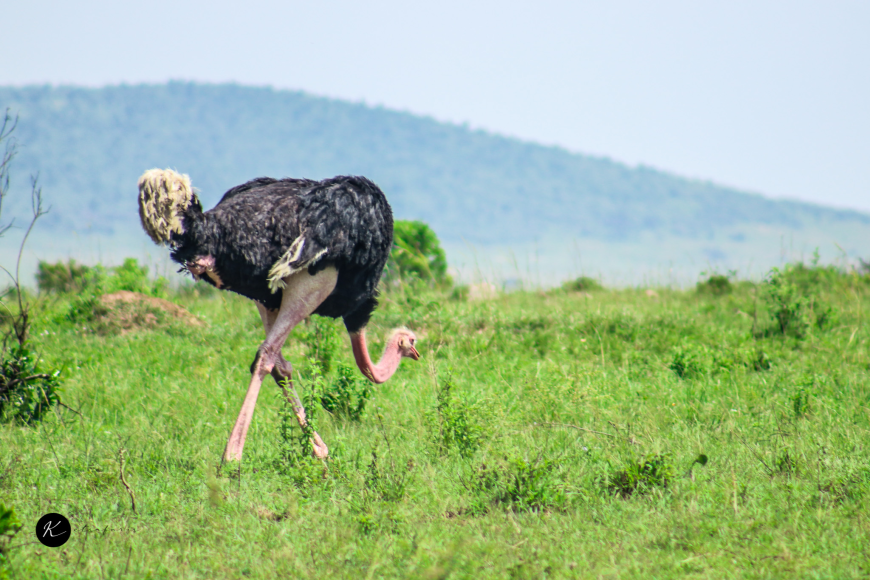 Magical Kenya: 2 Week Itinerary for a Perfect Safari & Beach Holiday
