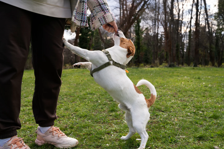 Understanding the Purpose of Service Dogs for Sale