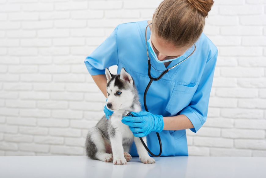 When Should You Take Your Pet to a Veterinarian?