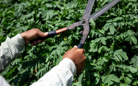 Who Offers Professional Tree Trimming Service Houston Solutions