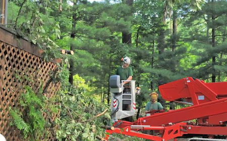 How a Licensed Tree Expert Improves Tree Health and Safety