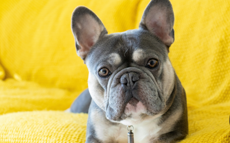 Important Things to Know Before Buying a French Bulldog Puppy