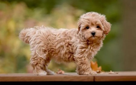 The Unique Personality Traits of Maltipoo Puppies
