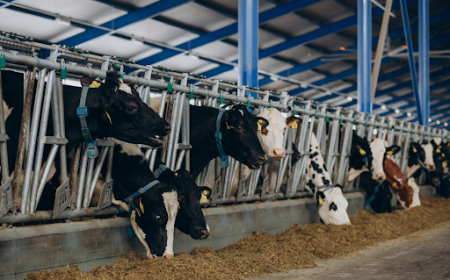 Why Are More Families Choosing to Buy Half a Cow Texas for Fresh and Long-Term Food Savings?