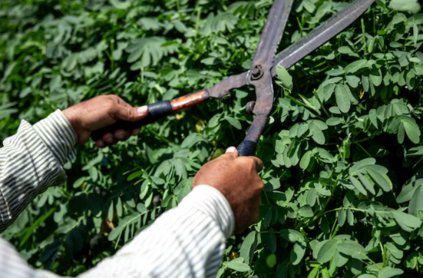 Who Offers Professional Tree Trimming Service Houston Solutions