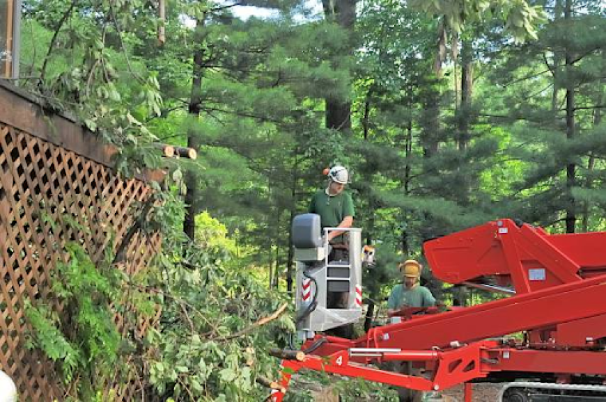 How a Licensed Tree Expert Improves Tree Health and Safety