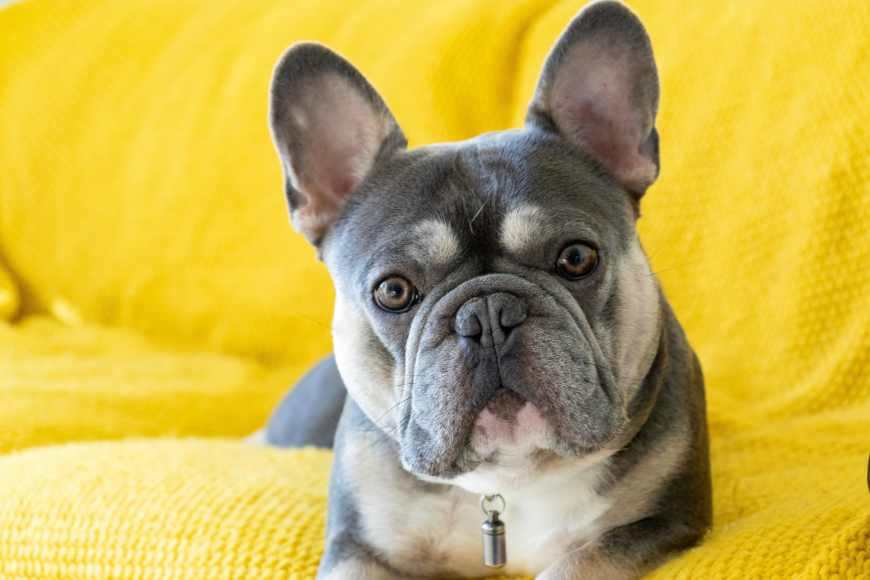 Important Things to Know Before Buying a French Bulldog Puppy