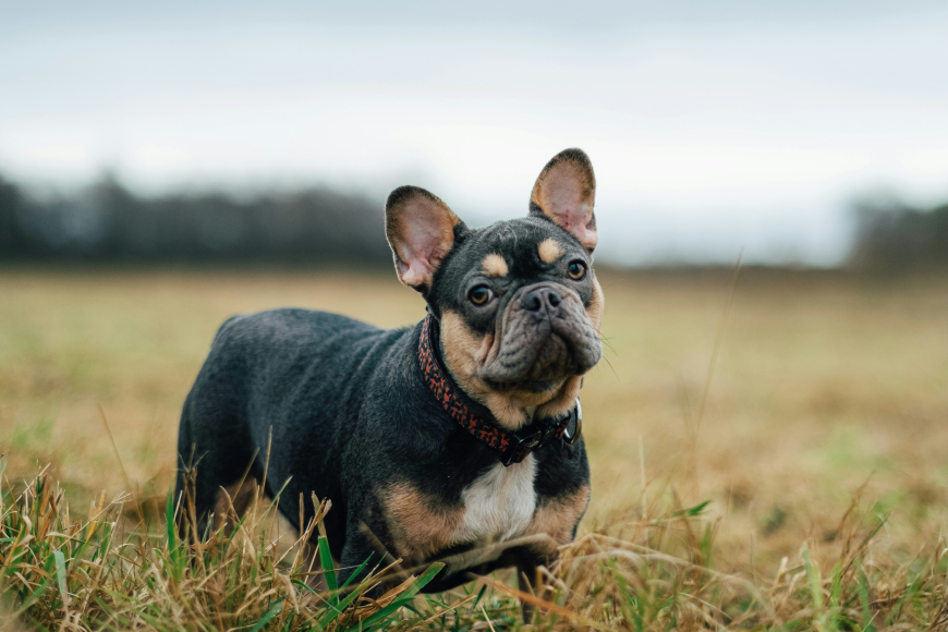 Important Things to Know Before Buying a French Bulldog Puppy