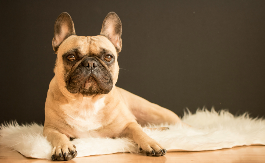 Important Things to Know Before Buying a French Bulldog Puppy