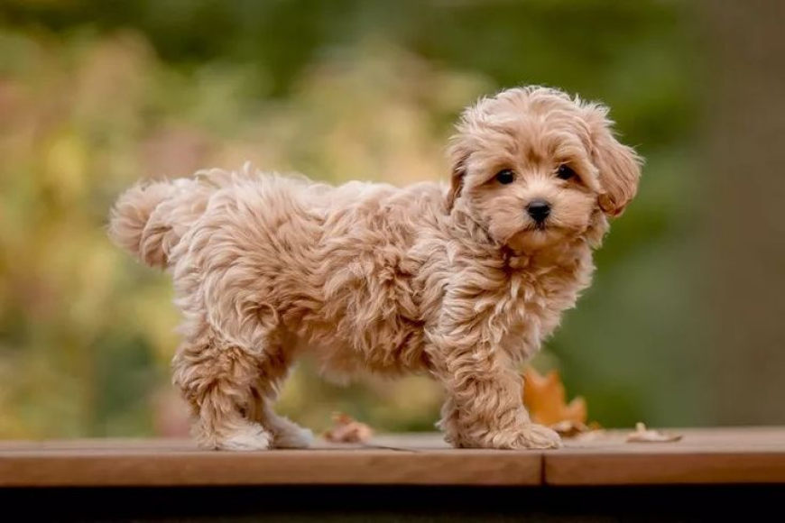 The Unique Personality Traits of Maltipoo Puppies