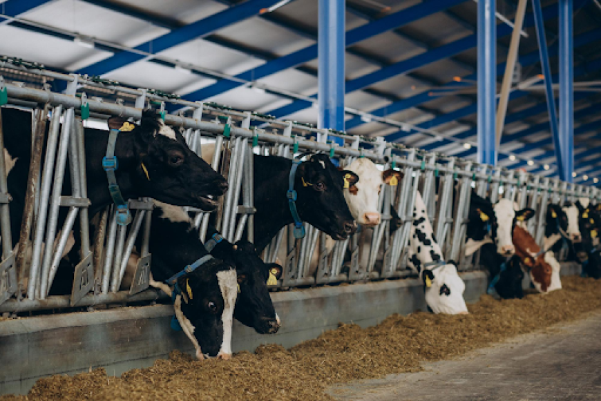 Why Are More Families Choosing to Buy Half a Cow Texas for Fresh and Long-Term Food Savings?