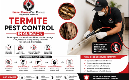 Best Termite Pest Control in Gurgaon | Safe Anti-Termite Treatment for Homes & Offices