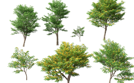 3Ds Max Tree 3D Models for Professional Architectural Rendering