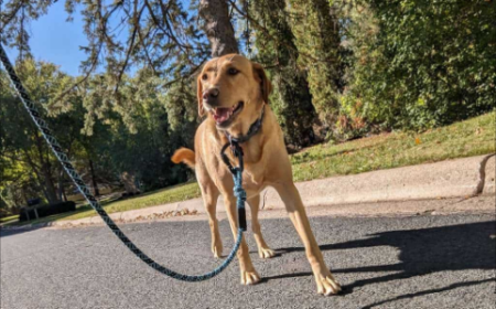 Can the Best Dog Walkers in New Orleans Reduce Separation Anxiety?