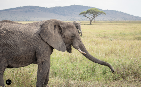 Kenya Tour Packages Explained: How to Pick the Right Safari Experience for Your Budget
