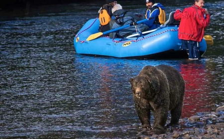 A Complete Guide to Wildlife Tours Tofino for First-Time Visitors