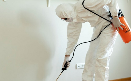 Understanding Pest Behaviour and Protecting Your Property Naturally