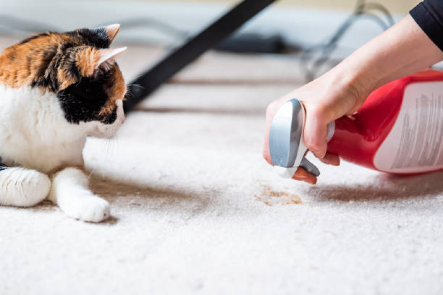 Pet Stain Odor Removal Ashburn – Professional Cleaning by Cardinal Cleaning Solution