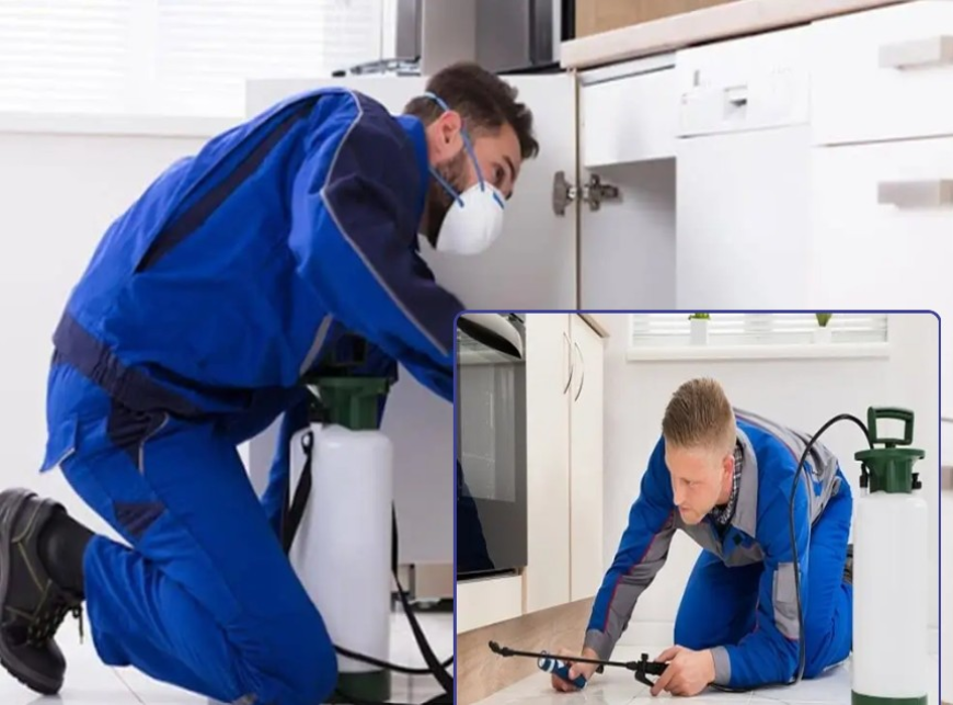 Pest Control Services in Lahore Why Professional Termite Treatment in Lahore Is Essential for Property Protection