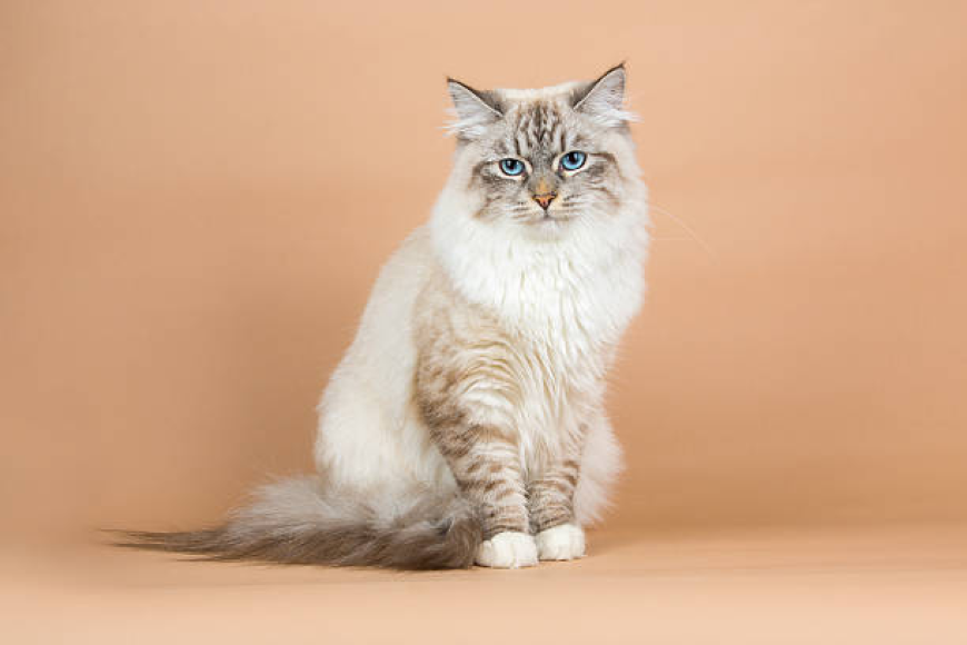 Kitten Maine Coon for Sale | Trusted Cat Breeders Oregon | NW Coonies