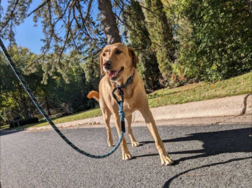 Can the Best Dog Walkers in New Orleans Reduce Separation Anxiety?