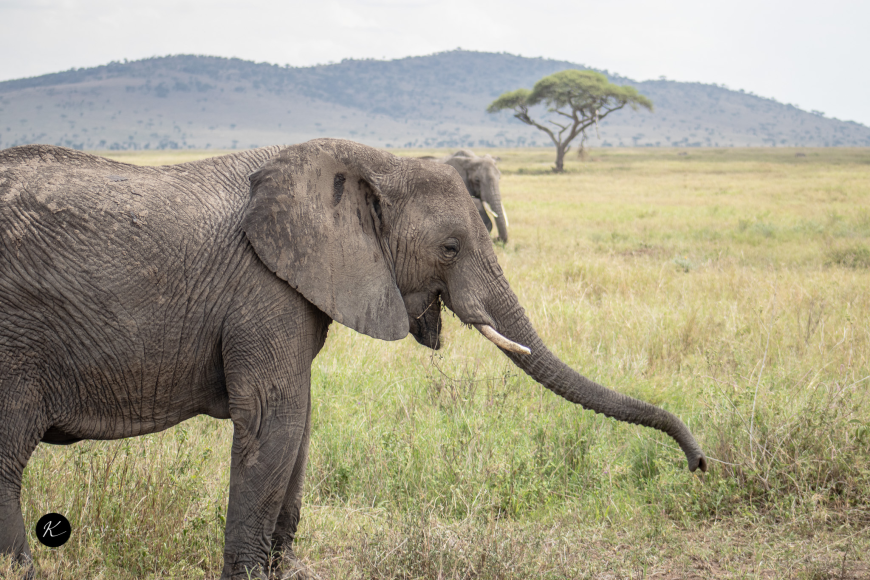 Kenya Tour Packages Explained: How to Pick the Right Safari Experience for Your Budget