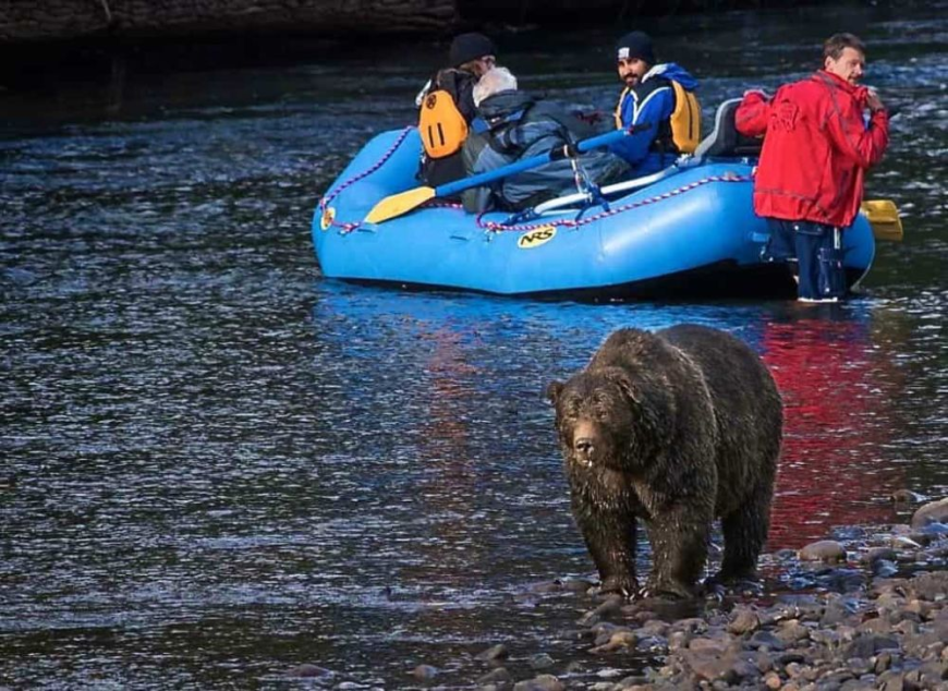A Complete Guide to Wildlife Tours Tofino for First-Time Visitors