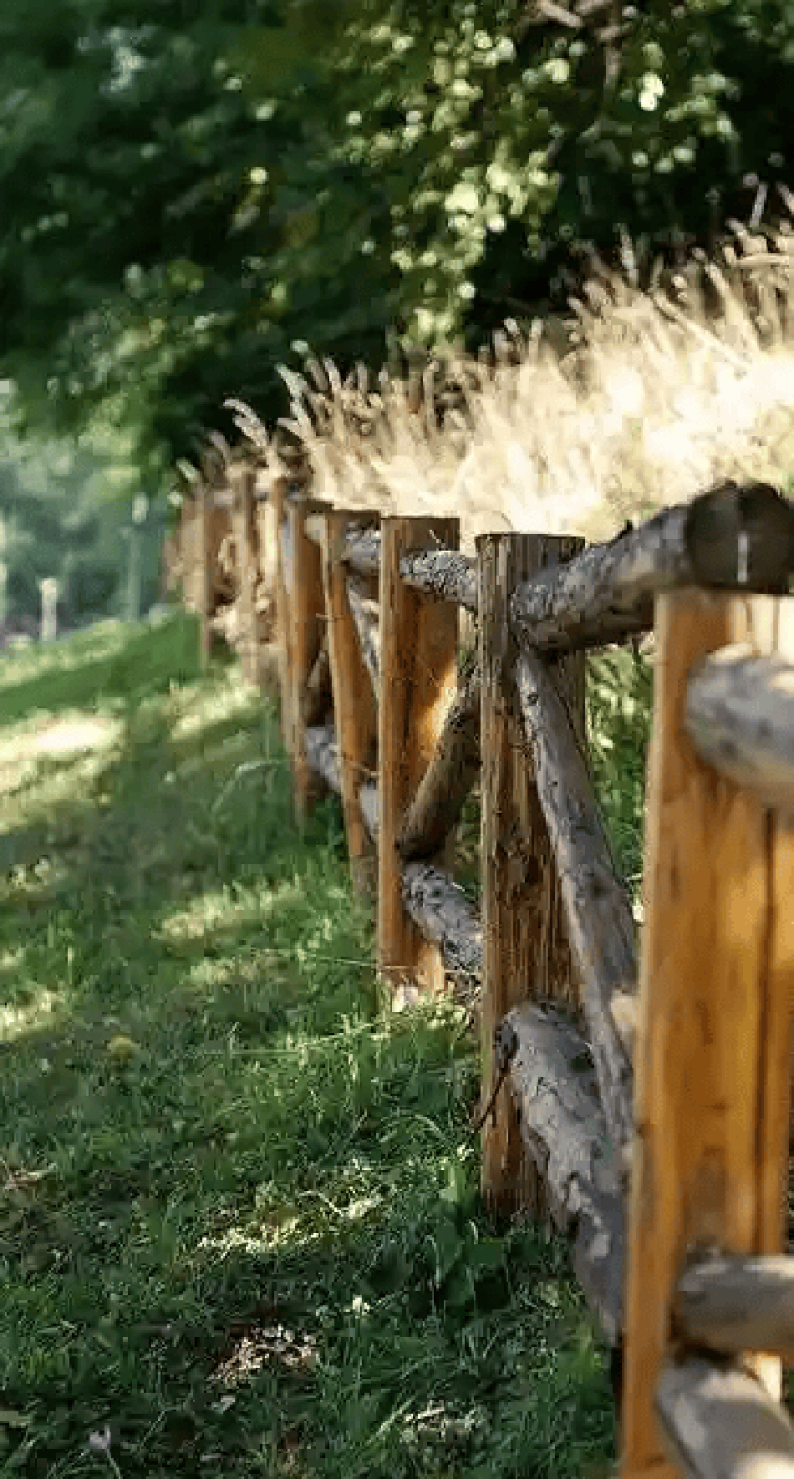 Buy Black Locust Split Rail Fence: Complete Guide