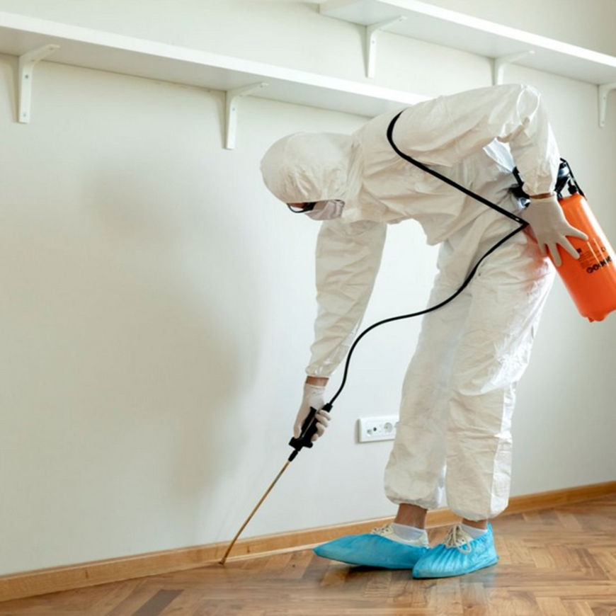Understanding Pest Behaviour and Protecting Your Property Naturally