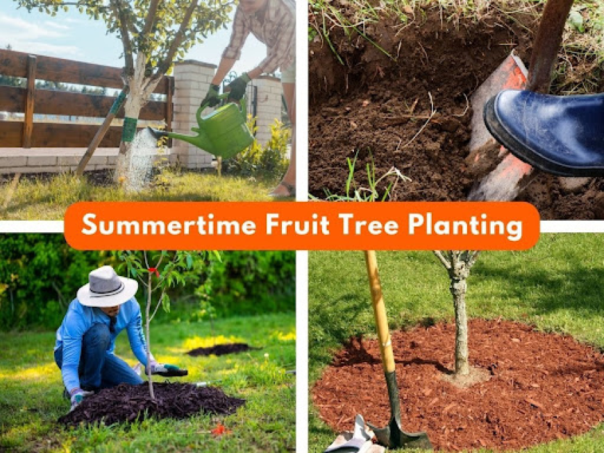 Summer Fruit Tree Care Guide for East Bay Backyards