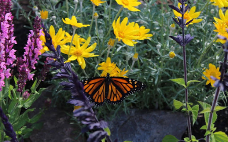 Milkweed Plant Guide for San Leandro Monarch Gardens